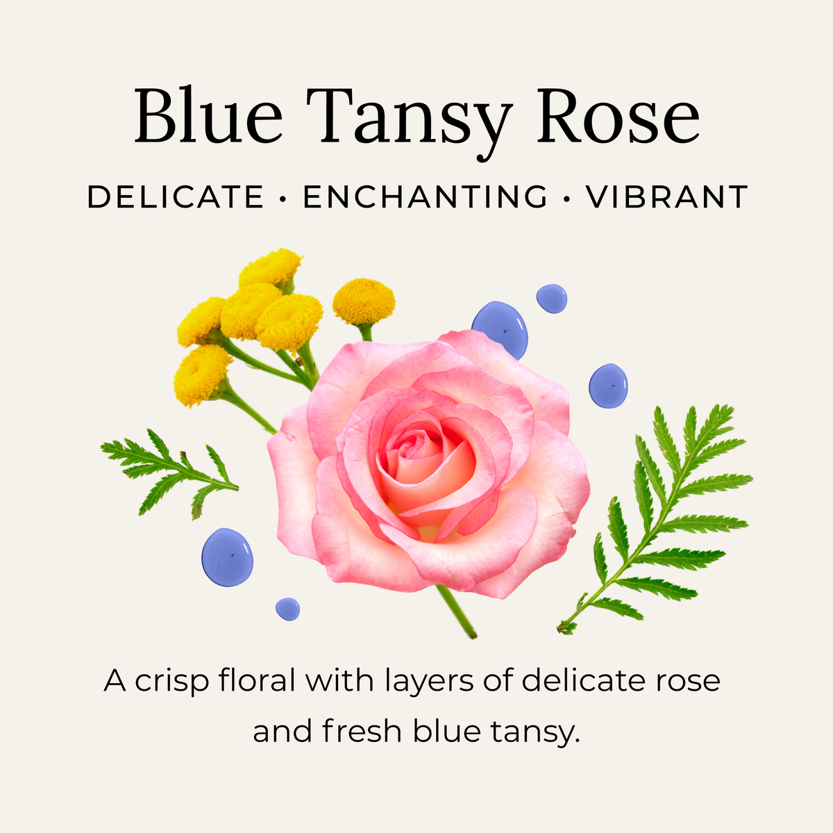 Little Seed Farm Blue Tansy Rose Deodorant Cream